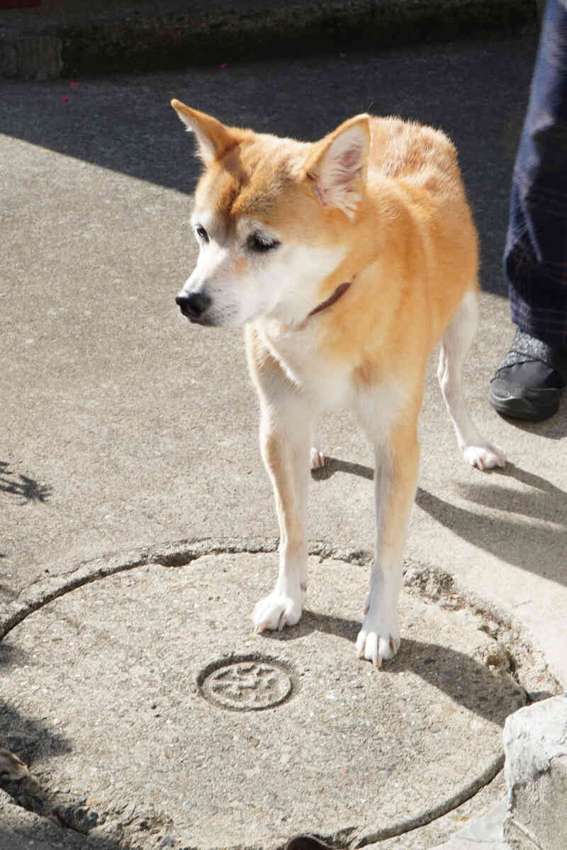 2nd anniversary [tranescent]看板犬のここちゃん